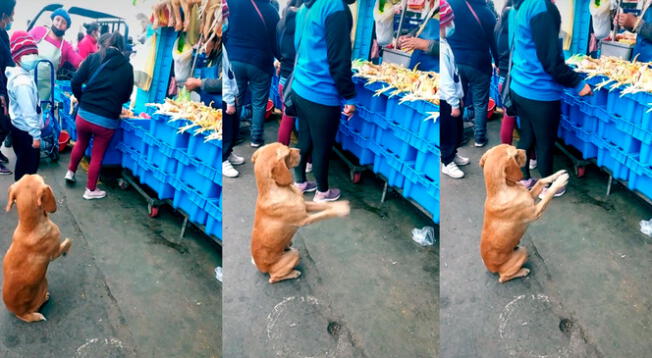 Perrito conmueve las redes al ver noble gesto al pedir comida.