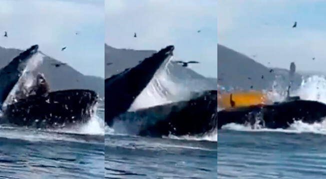 Viral: ballena se traga a dos mujeres y luego las expulsa para la impresión de todos