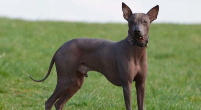 Perro peruano: ¿Por qué esta raza no tiene pelo y qué beneficios aporta a la persona?