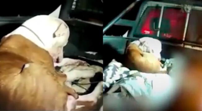 Perrito no se separó de sus dueños fallecidos en accidente en carretera central - VIDEO