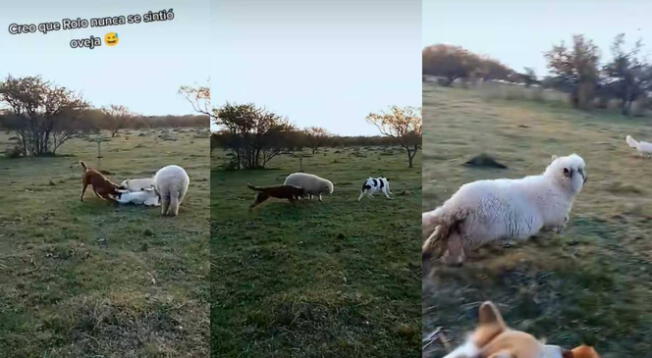 Cordero que se crio con perros sorprende en TikTok al comportarse como uno de ellos