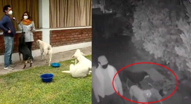 Tres perros que debían cuidar el lugar terminaron acompañando a los ladrones en su atraco.