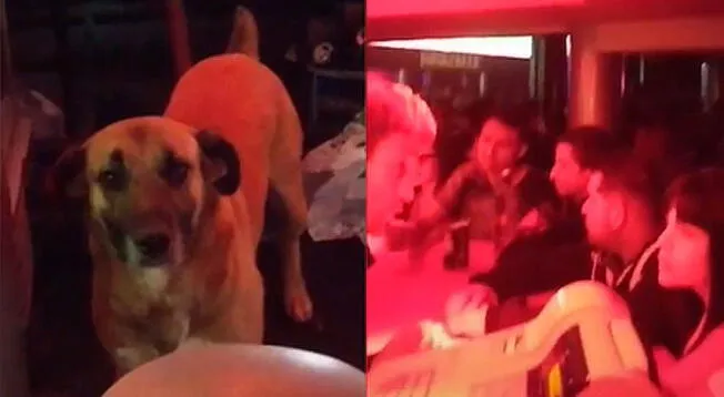 Bartender llevó a su perro a una discoteca: “Cuando no tiene con quién dejar a la bendición”