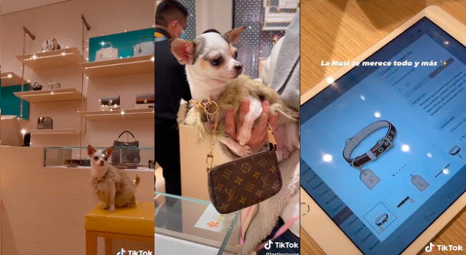 TikTok viral: peruana va a tienda Louis Vuitton con su perrita y le compra collar de 1290 soles: