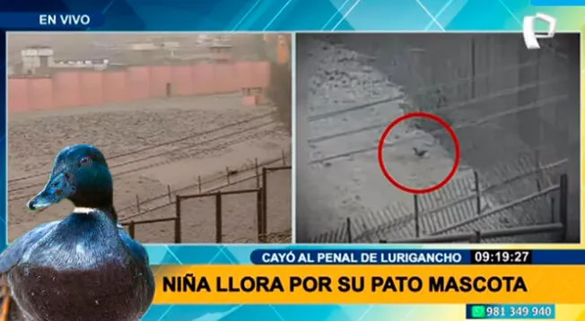 Niña pide ayuda para salvar a su pata mascota que cayó en el penal de San Juan de Lurigancho