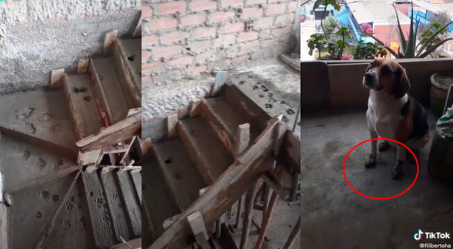 TikTok: perro travieso arruina escalera recién construida y albañil toma drástica decisión al descubrirlo