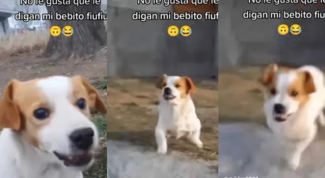 Usuario le canta 'Mi Bebito Fiu Fiu' a su perrito y este tiene singular reacción al oírla