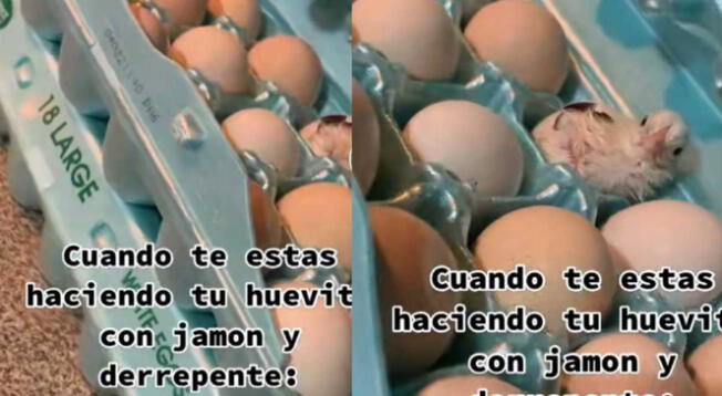 Joven se sorprende al ver que uno de los huevos que compró venía con pollito incluido- VIDEO