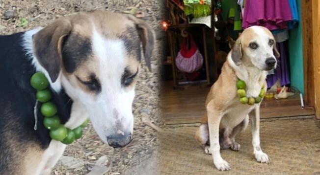 Revisa el motivo por el cual los peruanos le colocan limones a sus perros