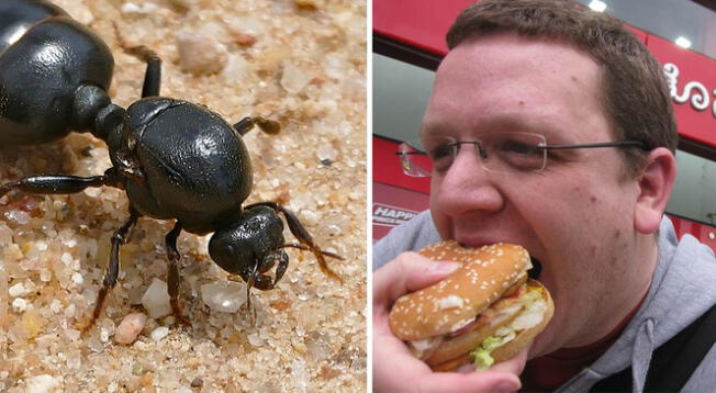 ¿Alguna vez comiste una hormiga?