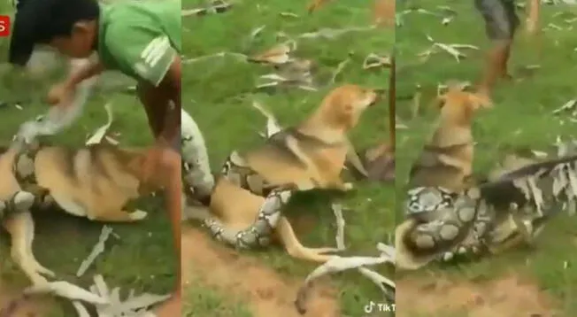 Perrito se salva de ser comido por una anaconda gracias a tres valerosos niños