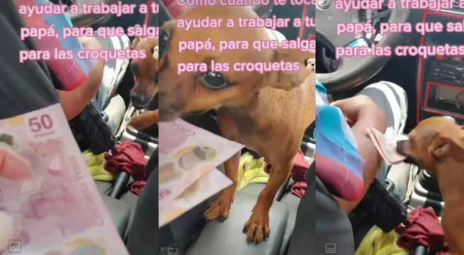 Chofer de taxi lleva a su chihuahua al trabajo par que lo ayude a cobrar el pasaje