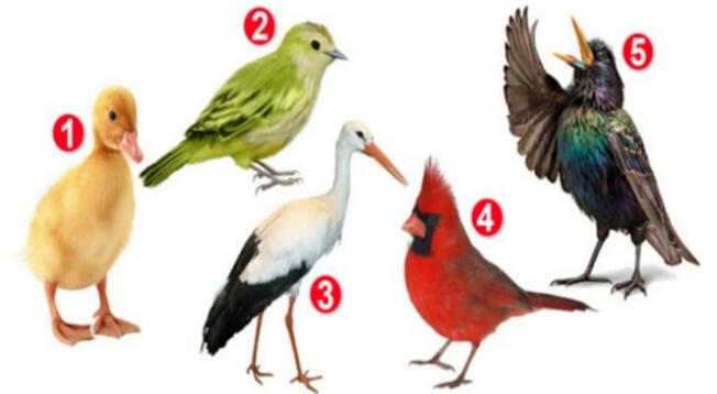 ¿Qué ave te gusta más? La respuesta en este test revelará detalles de tu personalidad