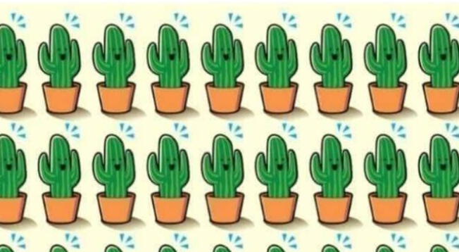 ¿Lo podrás conseguir? Encuentra al cactus diferentes en solo 3 segundos