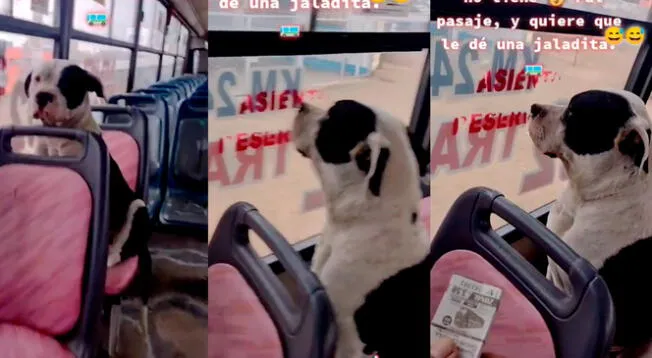Perro se hace el disimulado cuando le 'cobran' pasaje en bus.