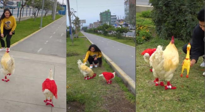 TikTok: jóvenes sacan a pasear a su gallina y gallo con divertida ropa para invierno