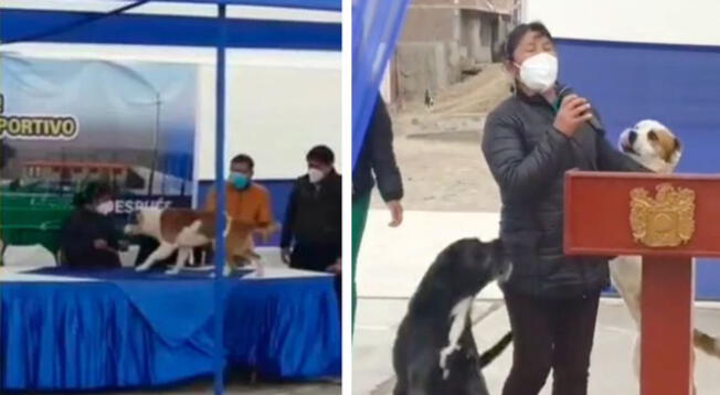 Perros interrumpen ceremonia municipal para llenar de 'besos' a trabajadora - VIDEO
