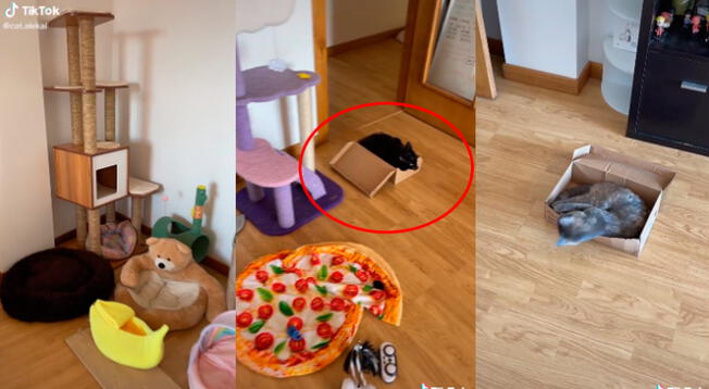 TikTok: Gastó cientos de soles en 'camitas' para sus gatos y estos prefieren dormir en cajas de cartón