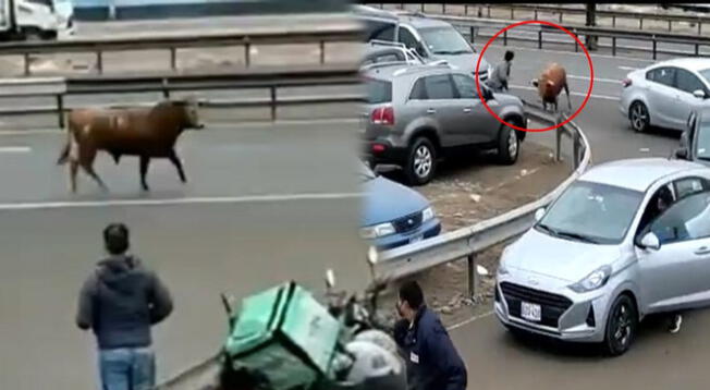 Toro se escapa y causa terror a la altura del Turin en la panamericana sur - VIDEO