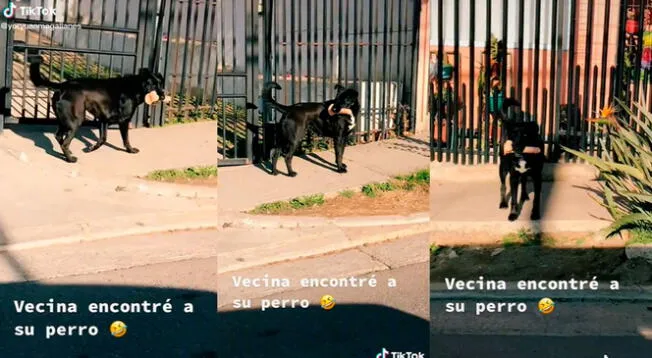 TikTok: perro entra al cuarto de su dueña y se lleva 'juguete' que tenía en su habitación