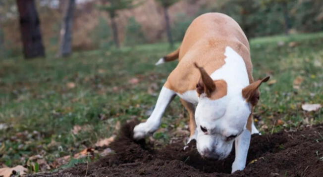 Los perros pueden enterrar huesos en la tierra o debajo de las sábanas y muebles.