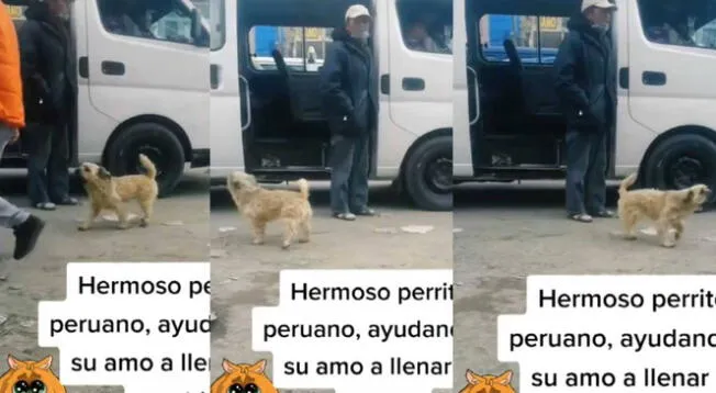 TikTok: Perrito 'jalador' de combis se viraliza tras ayudar a su dueño a llenar el transporte