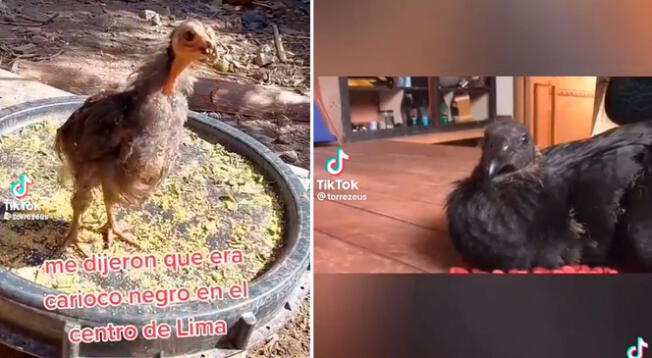 Un joven compró un ave pensando que era un gallo de corral, su historia es viral en TikTok.