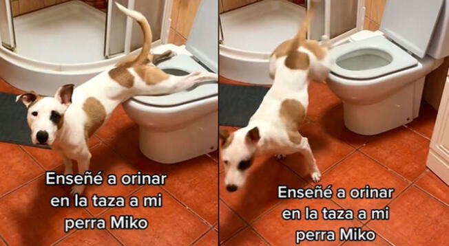 TikTok: Perro usa el inodoro de una forma muy peculiar y estallan las redes sociales