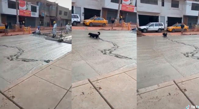 Perro espera a que albañiles terminen de pavimentar una pista para cruzar por el cemento fresco