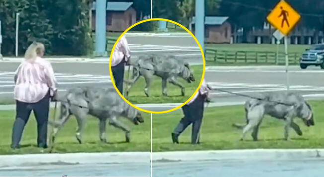 ¿Un lobo o perro de caza?: video viral mostró a una mujer paseando a una extraña 'bestia'