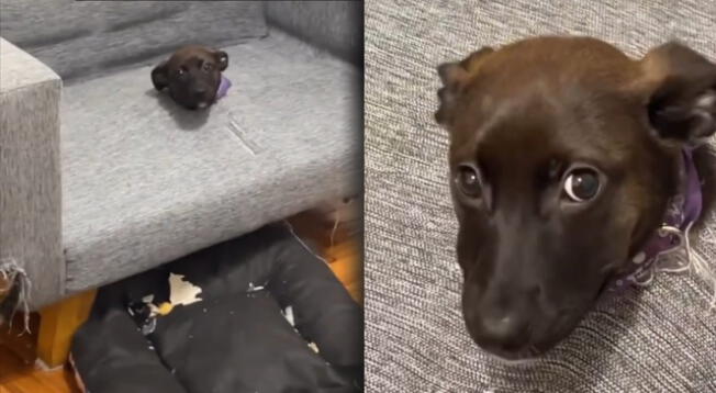 Perrito es viral en tiktok por su terrible travesura