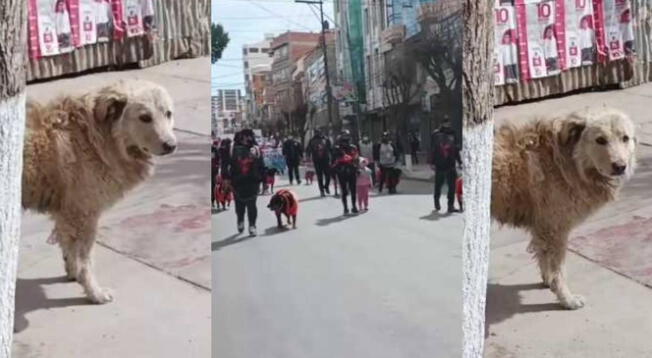 Perrito conmueve las redes al entristecerse en desfile de mascotas porque todas tenían dueño