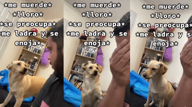 Perrita tiene discusión con su dueño y se vuelve viral