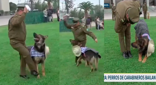 'Carabinero' chileno reta a perro a bailar marinera peruana y este saca los 'pasos prohibidos'