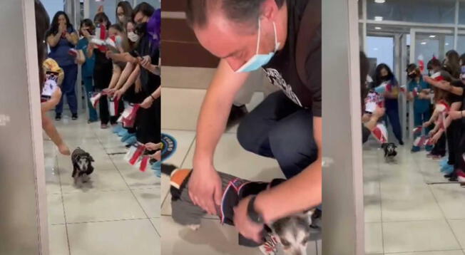 TikTok: Veterinarios conmueven tras despedir a perrito que estuvo internado 22 días en UCI