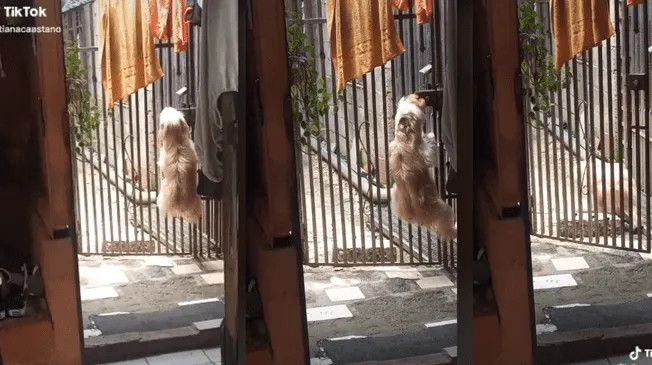 Viral: Perrito causa furor con 'hack' para escaparse de su casa