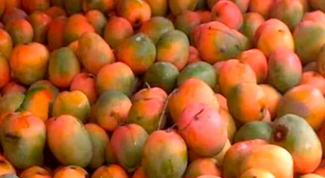 ¿Ves al lorito oculto entre los mangos? Solo si eres inteligente podrás ubicarlo en segundos