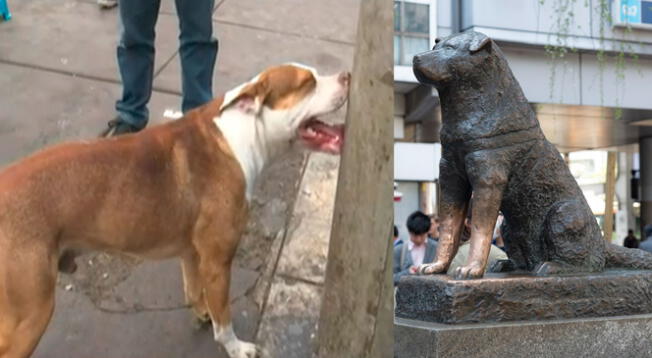 'Hachiko peruano': perro espera a su dueño fuera de hospital, sin saber que este falleció hace 3 meses