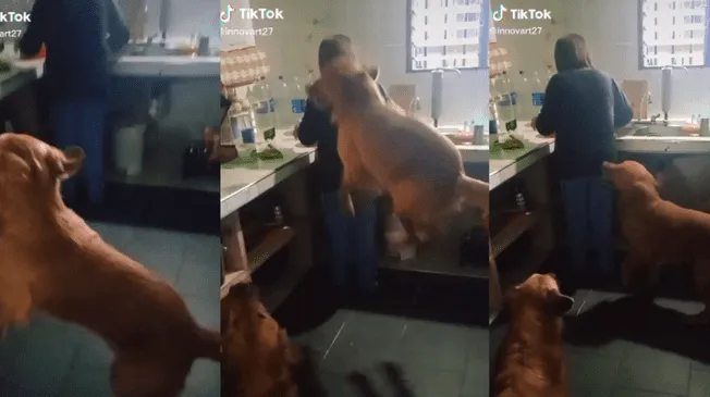 TikTok: Perrito imita al burro de 'Shrek' y conquista a miles de usuarios en redes