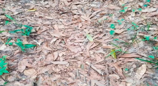 Hay una peligrosa serpiente camuflada y tu misión es hallarla: Tienes 5 segundos para lograrlo Hay una peligrosa serpiente camuflada y tu misión es hallarla: Tienes 5 segundos para lograrlo