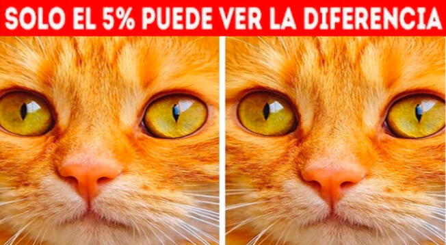 ¿Podrás hallar las diferencias en 5 segundos? El reto visual que pocos logran superar ¿Podrás hallar las diferencias en 5 segundos? El reto visual que pocos logran superar