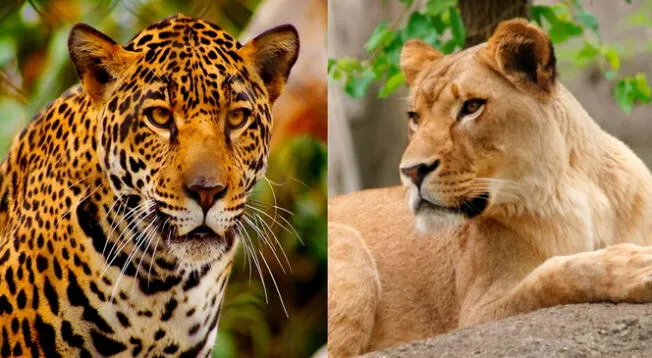 Conoce al 'jaglión’, el felino híbrido que nació del cruce entre un jaguar y una leona