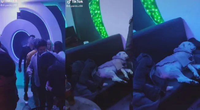 Perrito se queda dormido en discoteca mientras su dueña se divierte bailando