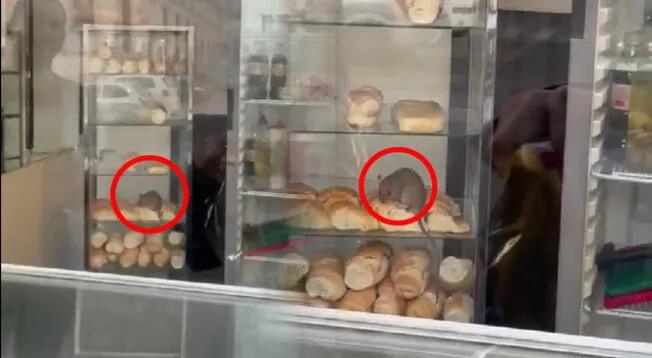 Rata es captada comiendo en una panadería y causa terror en clientes
