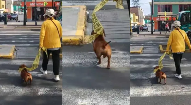 ¡No hay excusas! Peruana lleva a su perrito a pasear con cinta de 'peligro' a falta de correa