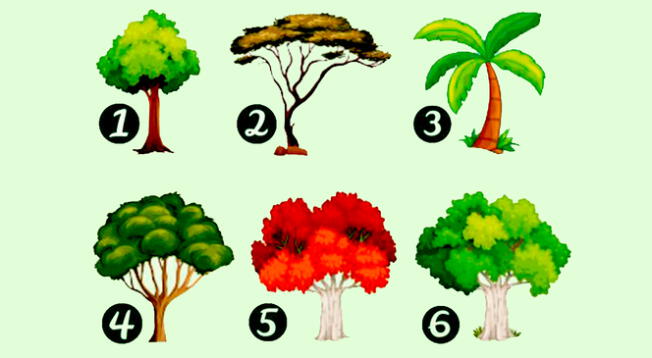 Elige un árbol y descubre a qué nivel están tus celos. Elige un árbol y descubre a qué nivel están tus celos.