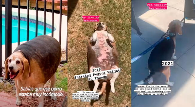 TikTok: perrito callejero pesaba más de 40 kilos, fue rescatado y ahora lleva una vida 'fitness'