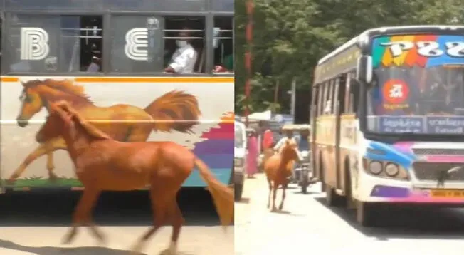 Potro persigue autobus al confundir imagen de un caballo con su madre y conmueve las redes