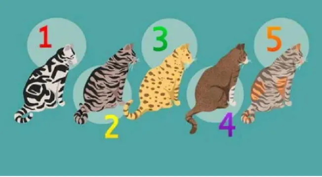 ¿Con qué gato te identificas? Solo uno de ellos te dirá qué es lo que te hace realmente feliz