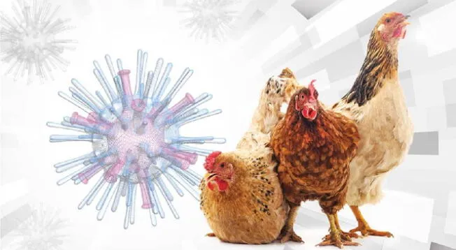 Gripe aviar tiene un tasa de mortalidad cercana al 60% y no hay vacunas que prevengan su contagio.